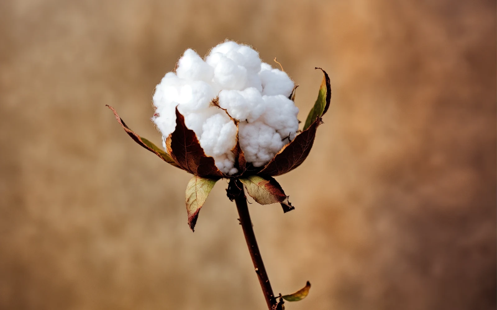 Cloud Hug Oversized Hoodie in Oat — soft organic cotton